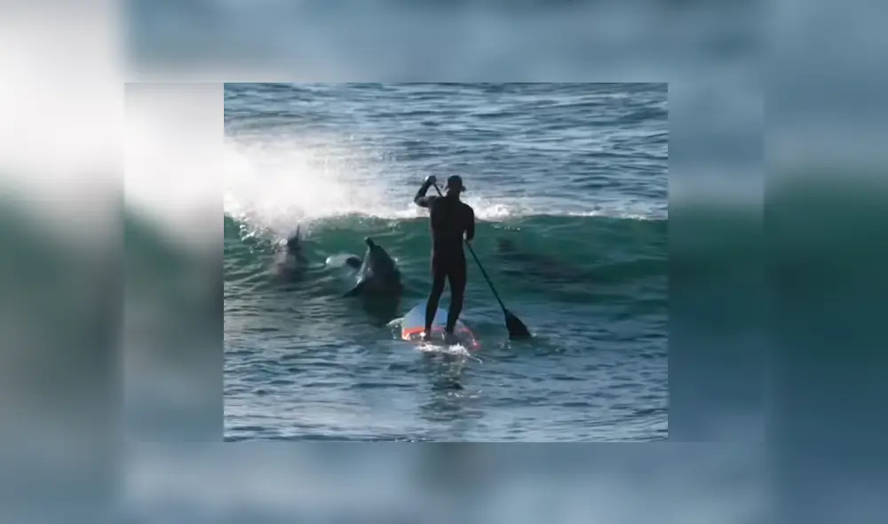 Vía YouTube. El animal salió intempestivamente del mar y se tiró contra el surfista, que iniciaba su carrera hacia el lado opuesto Vía YouTube. El animal salió intempestivamente del mar y se tiró contra el surfista, que iniciaba su carrera hacia el lado opuesto