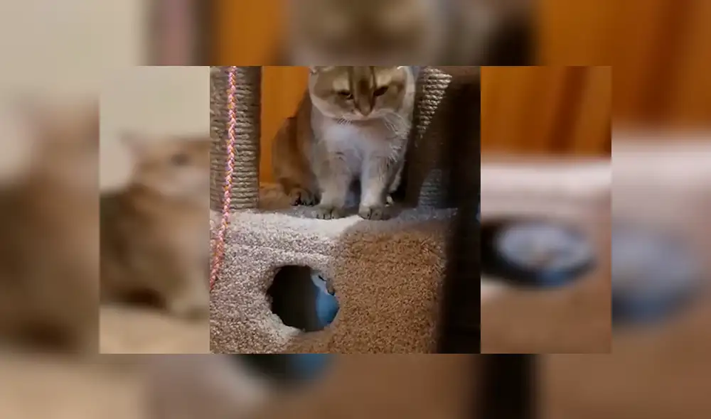 YouTube viral: gato se pone celoso de la nueva mascota de su dueño y lo encierra [VIDEO]