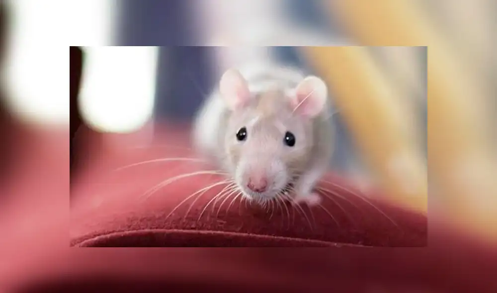 Facebook viral: rata 'ladrona' se instala en lujosa tienda de joyería y se lleva diamantes [VIDEO]