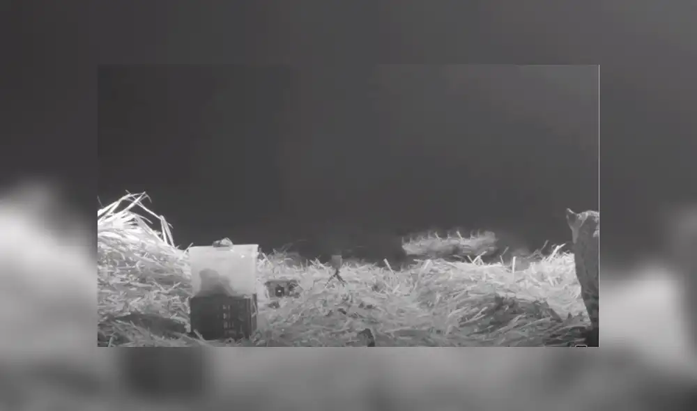 En Facebook se viralizó el conmovedor reencuentro de una mamá leopardo con su cachorro que se perdió en medio de la selva.