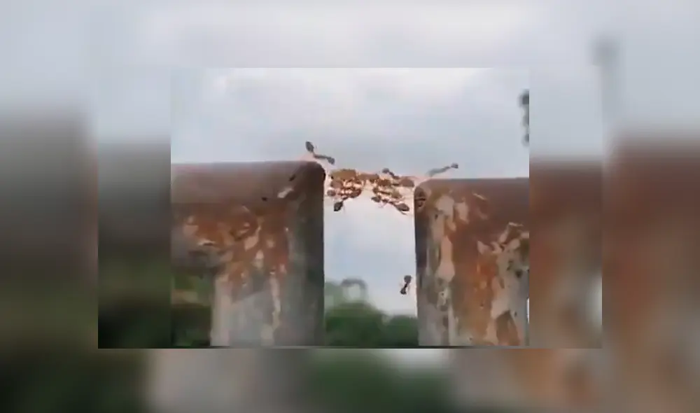Curioso joven logró captar el impactante momento en el que los insectos se unen y usan curioso truco para salir del problema Curioso joven logró captar el impactante momento en el que los insectos se unen y usan curioso truco para salir del problema