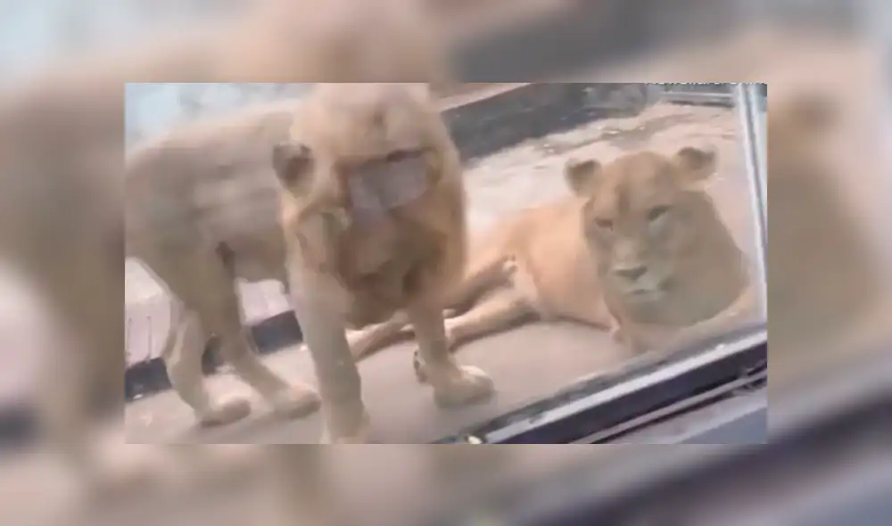 El 'rey de la selva' quiso demostrarle su amor a una leona, pero quedó en ridículo. Foto: captura