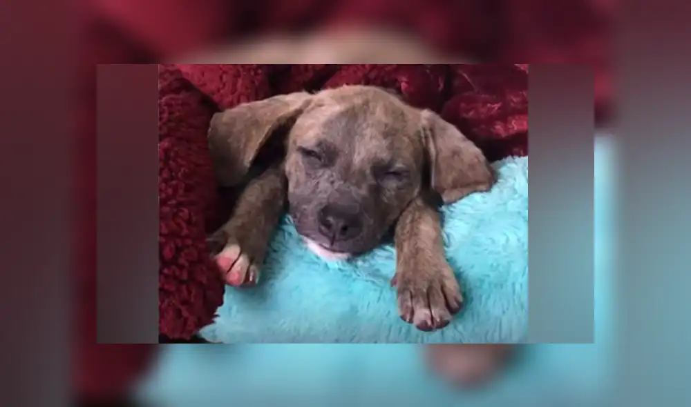 Desliza hacia la izquierda para ver las imágenes del viral de Facebook. Foto: Captura. Desliza hacia la izquierda para ver las imágenes del viral de Facebook. Foto: Captura.