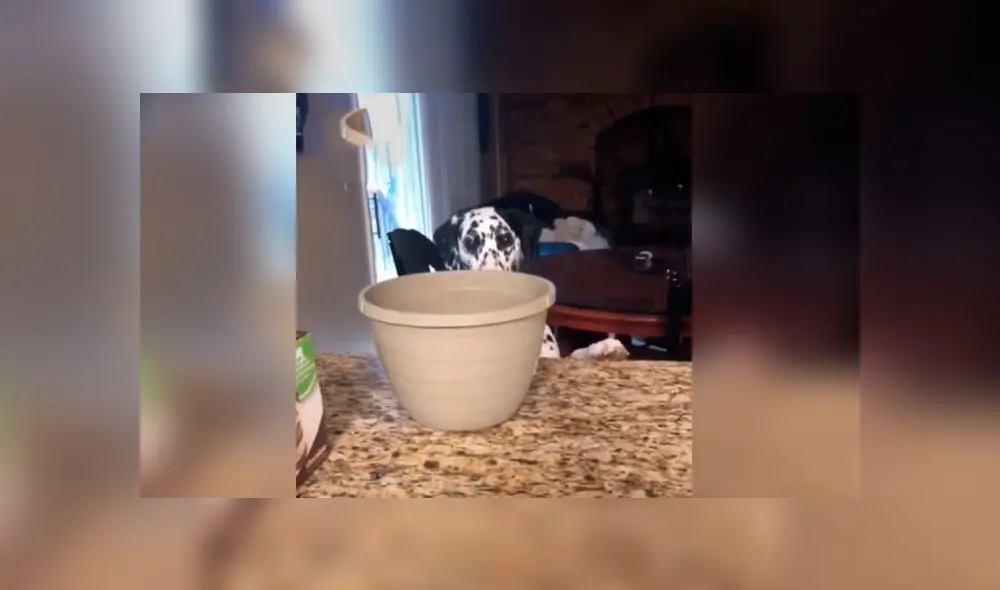 Desliza las imágenes para ver la peculiar reacción que tuvo este can al ver su plato vacío. Foto: gigi.and.rocket/IG Desliza las imágenes para ver la peculiar reacción que tuvo este can al ver su plato vacío. Foto: gigi.and.rocket/IG