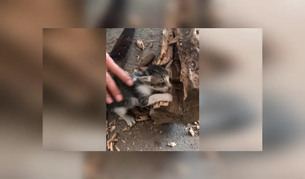 Facebook viral: travieso gato mete su cabeza en árbol, sin imaginar que su dueño lo liberaría con un hacha [VIDEO] 