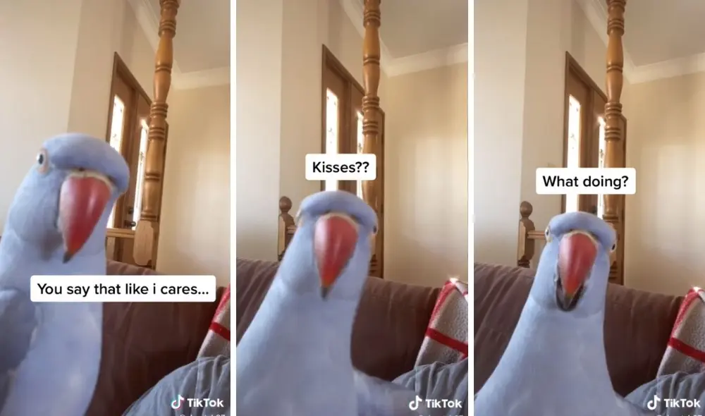 Las insólitas respuestas del lorito desataron risas en TikTok. Fotos: captura de TikTok.