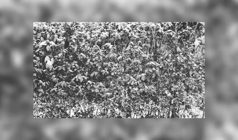 Desliza las fotografías para ver la solución de este nuevo reto visual que casi nadie puede superar. Foto: Dudolf.com