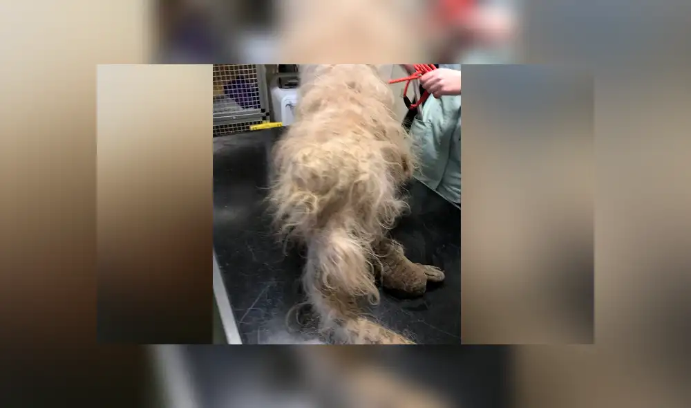 Desliza para ver el cambio de look de este perro que se hizo viral en Facebook. Desliza para ver el cambio de look de este perro que se hizo viral en Facebook.