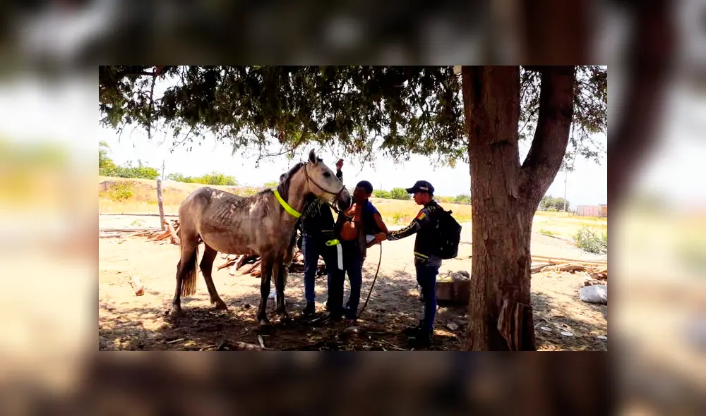 Piura: colocan cintas reflectivas a animales para evitar que mueran atropellados Piura: colocan cintas reflectivas a animales para evitar que mueran atropellados