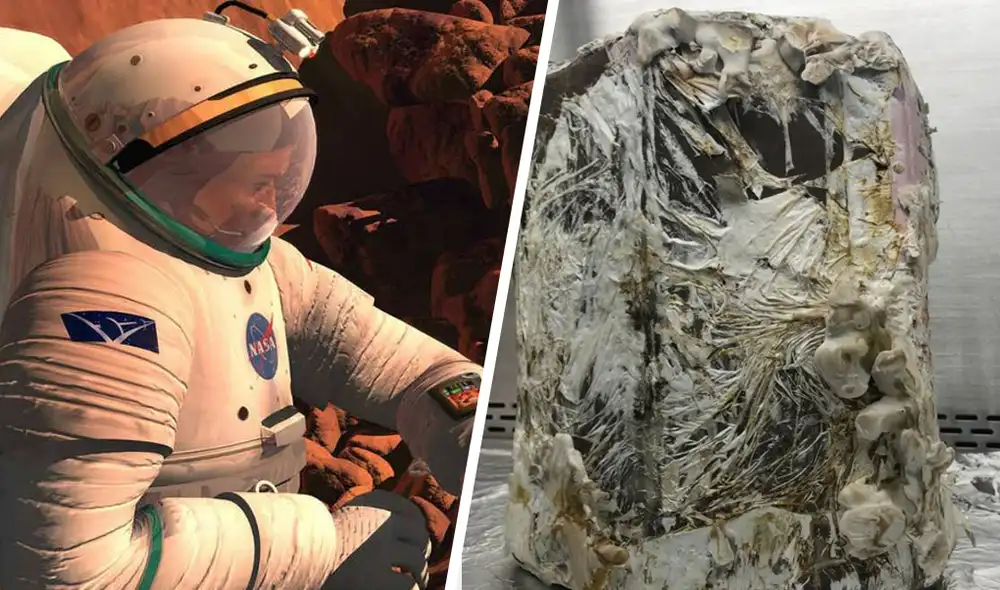 NASA evalúa construcción de viviendas con hongos para astronautas en otros planetas. Foto: Composición