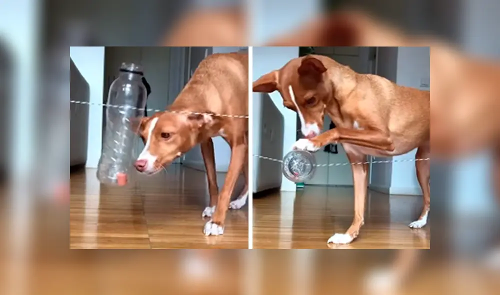 Desliza las imágenes hacia la izquierda para conocer las habilidades de un perro para dominar un juego. Desliza las imágenes hacia la izquierda para conocer las habilidades de un perro para dominar un juego.