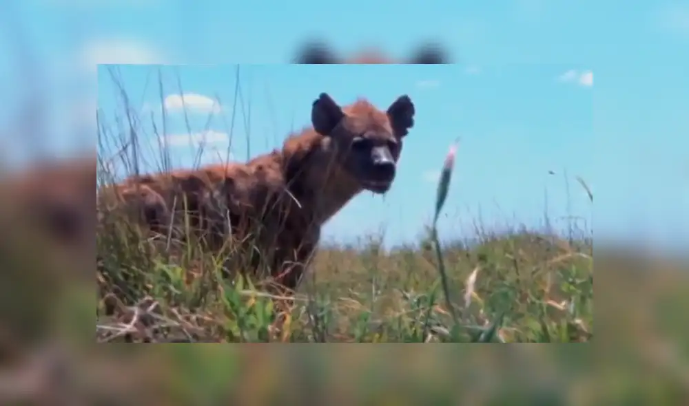 YouTube: Una hiena encontró la muerte al ingresar por error a un campo de leones [VIDEO]
