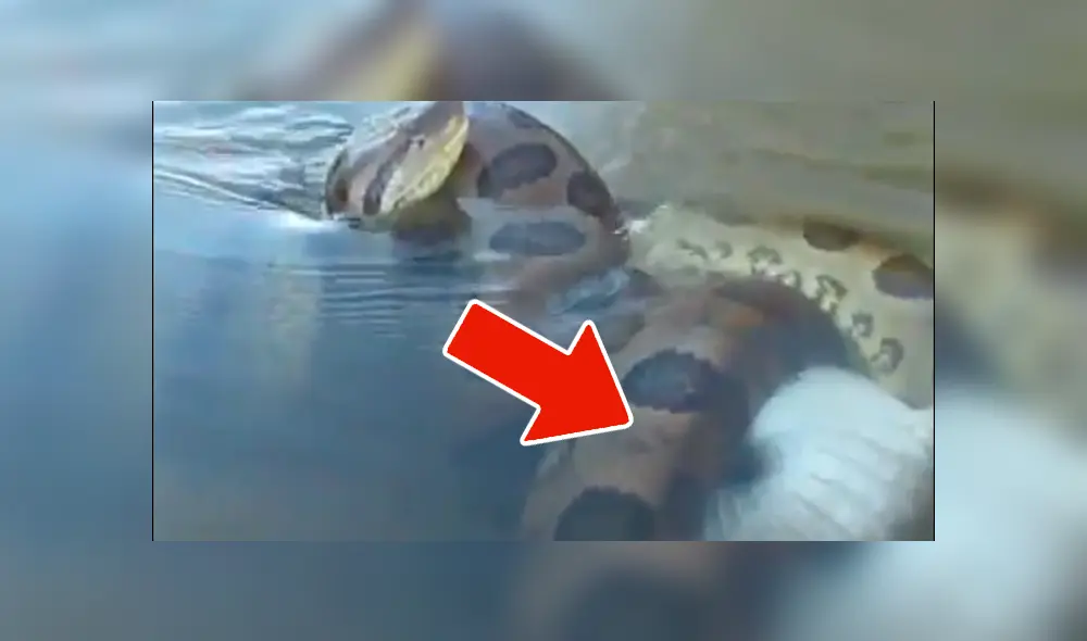 YouTube viral: final de la brutal pelea entre anaconda y cocodrilo deja en shock a usuarios [VIDEO]
