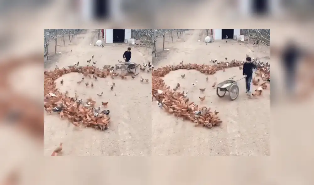 Facebook viral: romántico granjero usa cientos de gallinas para declararle su amor a una mujer [VIDEO]