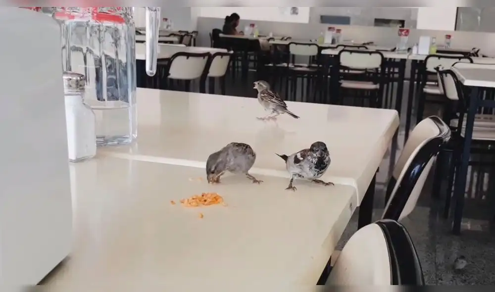 Facebook: Pajaritos "invaden" universidad y hacen lo impensado frente a todos