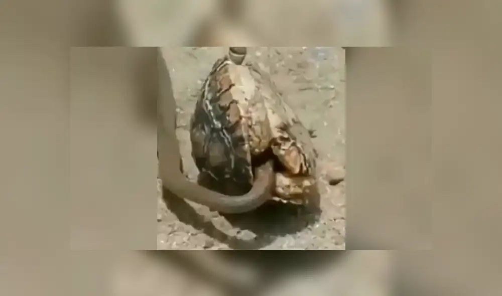 La serpiente quedó atrapada en una mortal trampa, tras intentar atacar a la tortuga. Foto: captura
