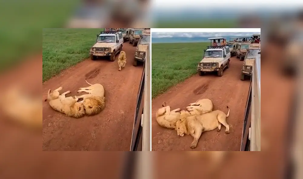 Desliza hacia la izquierda para ver la emotiva escena de los leones que son virales en YouTube. Desliza hacia la izquierda para ver la emotiva escena de los leones que son virales en YouTube.