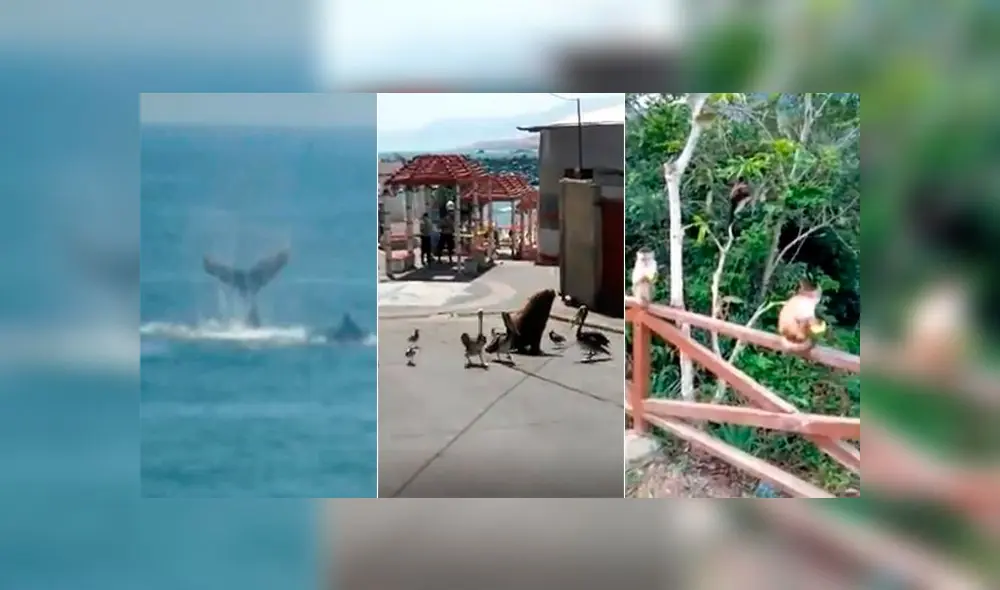 En Tacna, ballenas se acercan a las orillas y en la selva, monos se dejan alimentar por un chofer. En Ilo, un grupo de pelícanos y un lobo marino fueron vistos dando un paseo por las calles. En Tacna, ballenas se acercan a las orillas y en la selva, monos se dejan alimentar por un chofer. En Ilo, un grupo de pelícanos y un lobo marino fueron vistos dando un paseo por las calles.