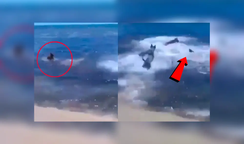 Facebook viral: Feroz tiburón ataca a perro y sus amigos van a su rescate 