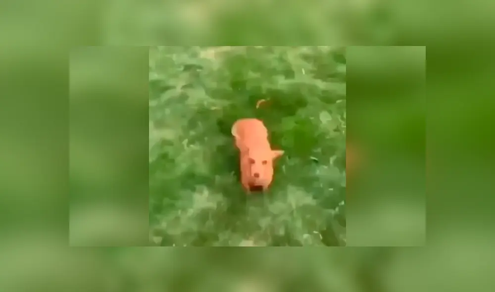 Desliza las imágenes hacia la izquierda para observar la emoción de un perro por jugar en un trampolín.