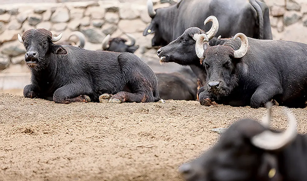 Alimentos. Con la campaña se espera recaudar 180 toneladas de alimento: carne, follaje, verdura y frutas.