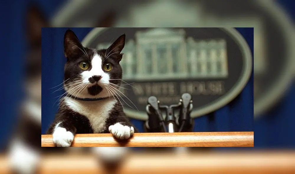 Día del Gato 2020: 5 cosas que no sabías de los felinos Día del Gato 2020: 5 cosas que no sabías de los felinos