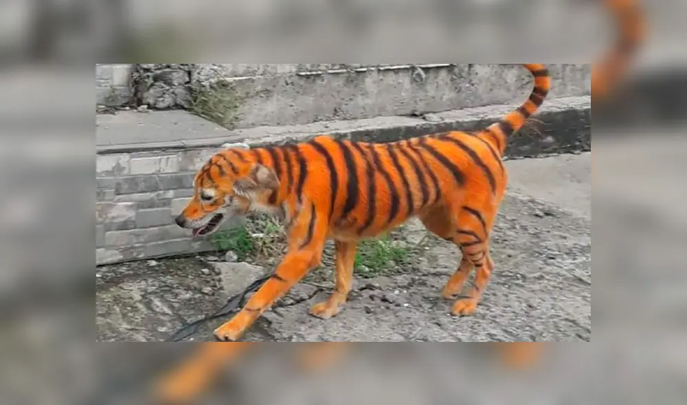 Perrito en Malasia fue pintado como si fuera un tigre por inescrupulosos hombres. Foto: Facebook Perrito en Malasia fue pintado como si fuera un tigre por inescrupulosos hombres. Foto: Facebook