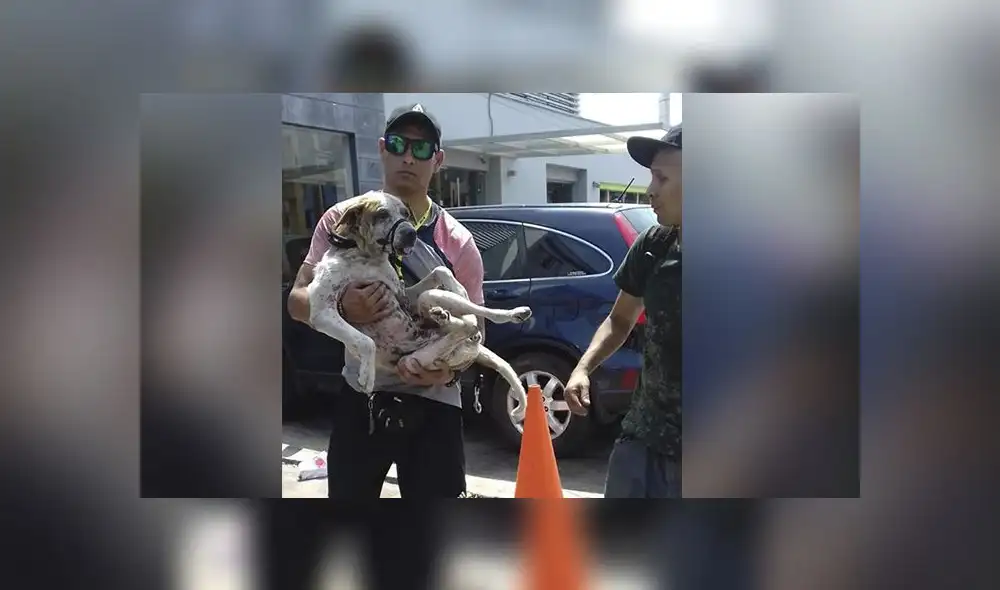 Rescatan a mascota hallada en acantilado de la Costa Verde [ VIDEO Y FOTOS]