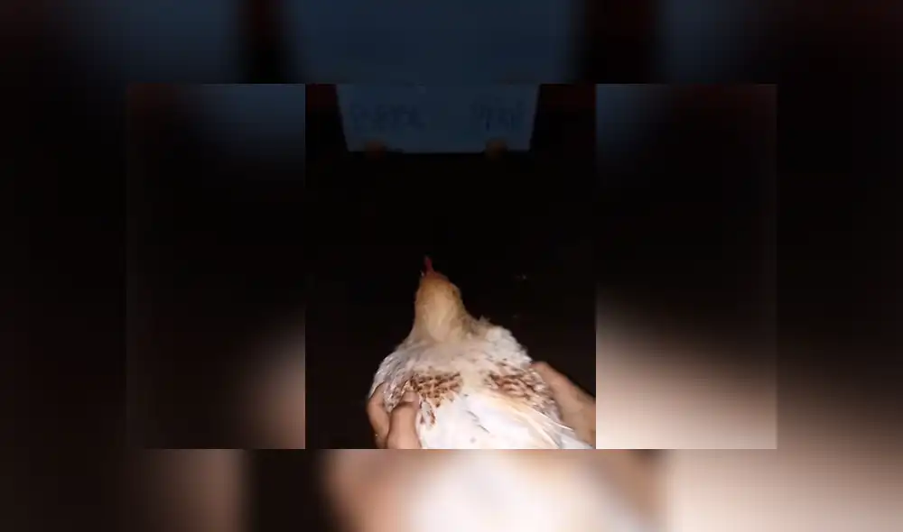 La famosa gallina 'Poly' lo hizo lanzó su pronóstico para la final de la Copa América y dejó a todos en shock.