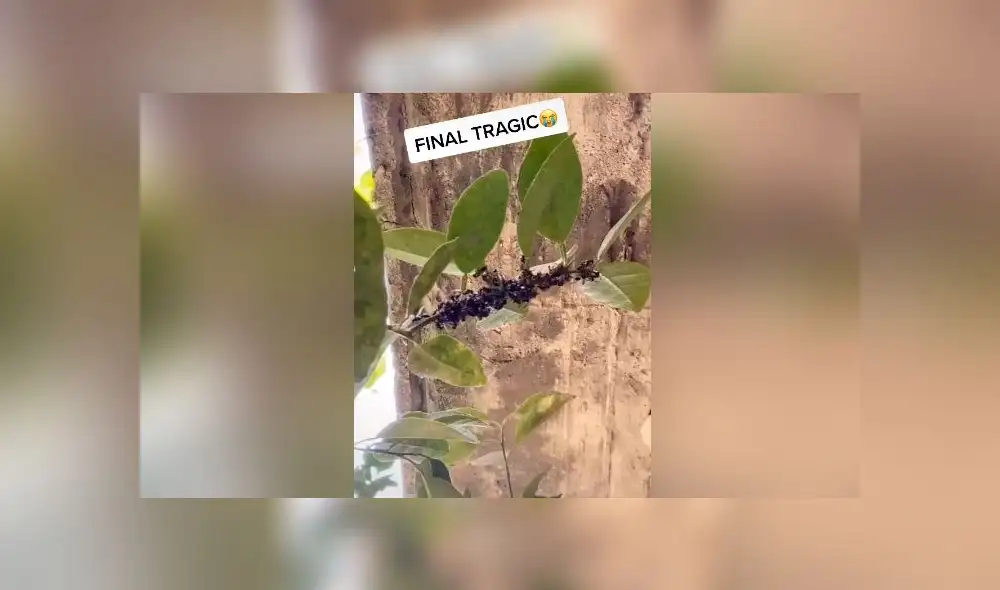 Desliza las imágenes para ver todo el proceso que realizan un grupo de avispas para hacer su panal. Foto: AbiAbi/TikTok Desliza las imágenes para ver todo el proceso que realizan un grupo de avispas para hacer su panal. Foto: AbiAbi/TikTok