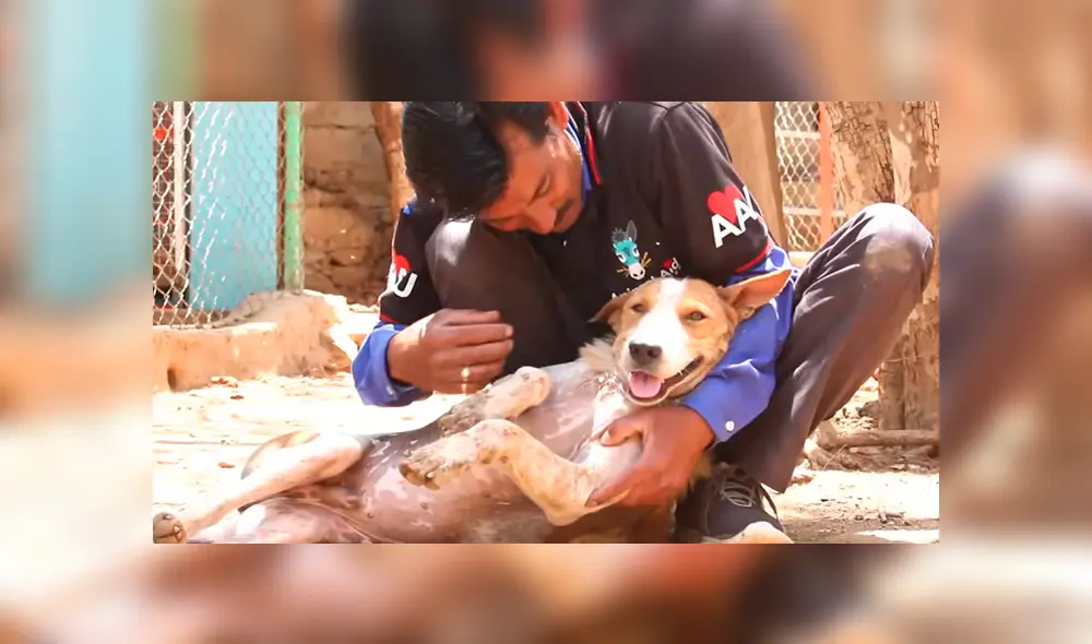 Desliza hacia la izquierda para ver la evolución del perro callejero que fue hallado en deplorables condiciones. El video se volvió viral en YouTube.