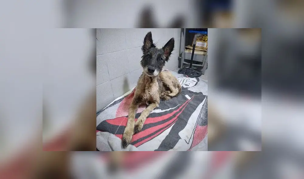 Desliza para descubrir lo que le sucedió a Aloe después de caerse a un pozo de brea. Foto: Facebook Desliza para descubrir lo que le sucedió a Aloe después de caerse a un pozo de brea. Foto: Facebook