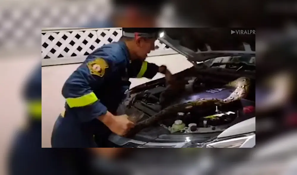 Hombre escucha ruidos extraños en su vehículo, lo revisa y encuentra peligrosa criatura en su interior