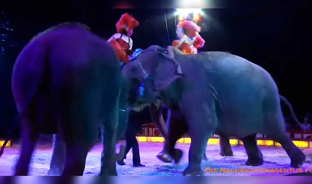 YouTube: elefantes pelean durante show en circo y caen sobre el público [VIDEO]