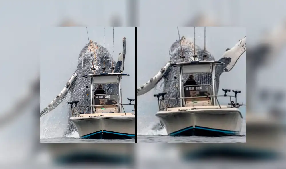 Enorme ballena irrumpe cerca de barco de un pescador que estaba en altamar.