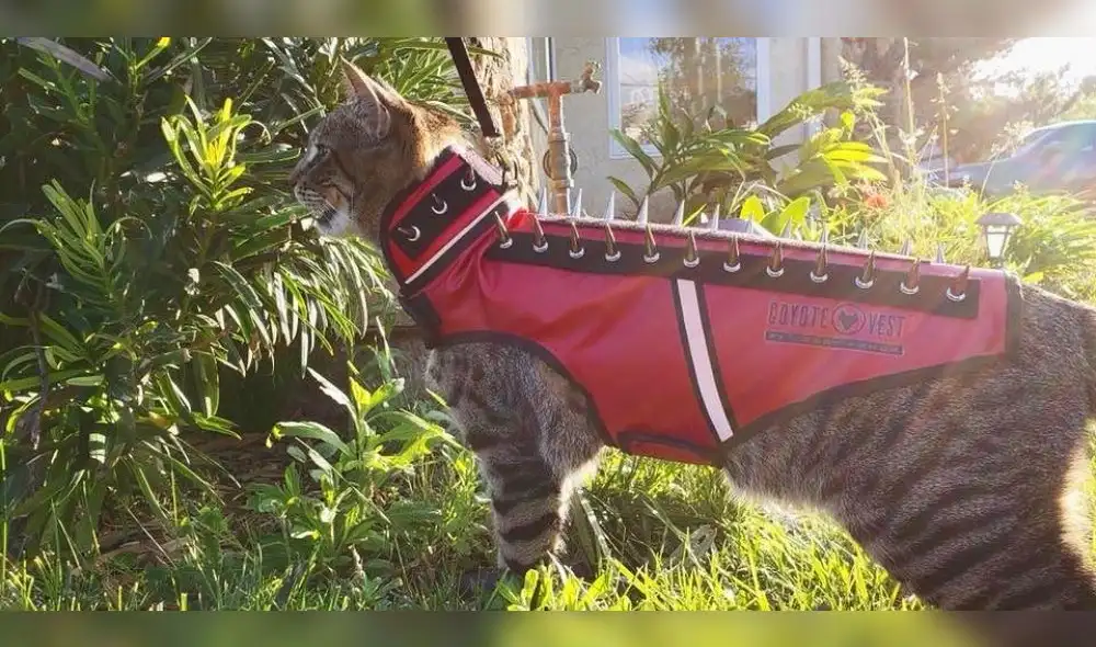 Ropa para mascotas Ropa para mascotas