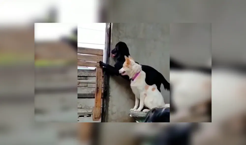 En Facebook, un perro ayudó a su compañero al cargarlo en su lomo para que este pueda apreciar a su pareja. En Facebook, un perro ayudó a su compañero al cargarlo en su lomo para que este pueda apreciar a su pareja.