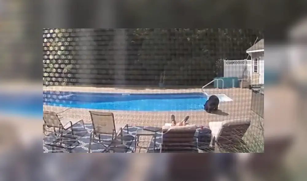 El oso entró al patio de la vivienda si que nadie lo notara y comenzó a explorar el lugar. Foto: Facebook El oso entró al patio de la vivienda si que nadie lo notara y comenzó a explorar el lugar. Foto: Facebook