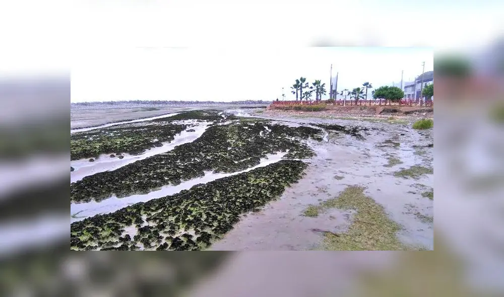 Humedal de La Punta podría verse afectado ante nuevo proyecto de una marina social deportiva. Créditos: Youtube.