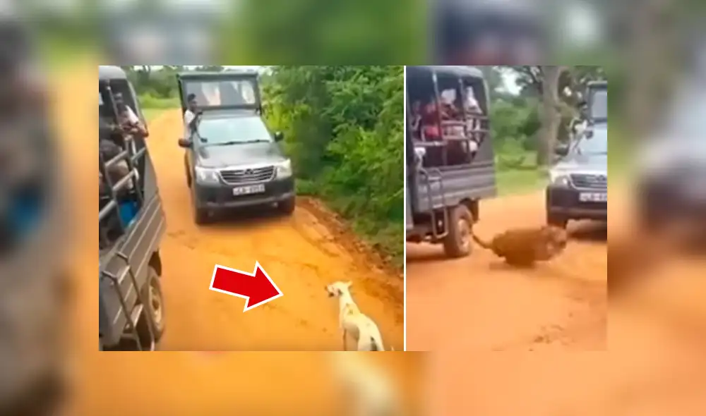YouTube viral: perro ingresa a peligroso campo de depredadores, aparece leopardo y sucede lo peor [VIDEO] 