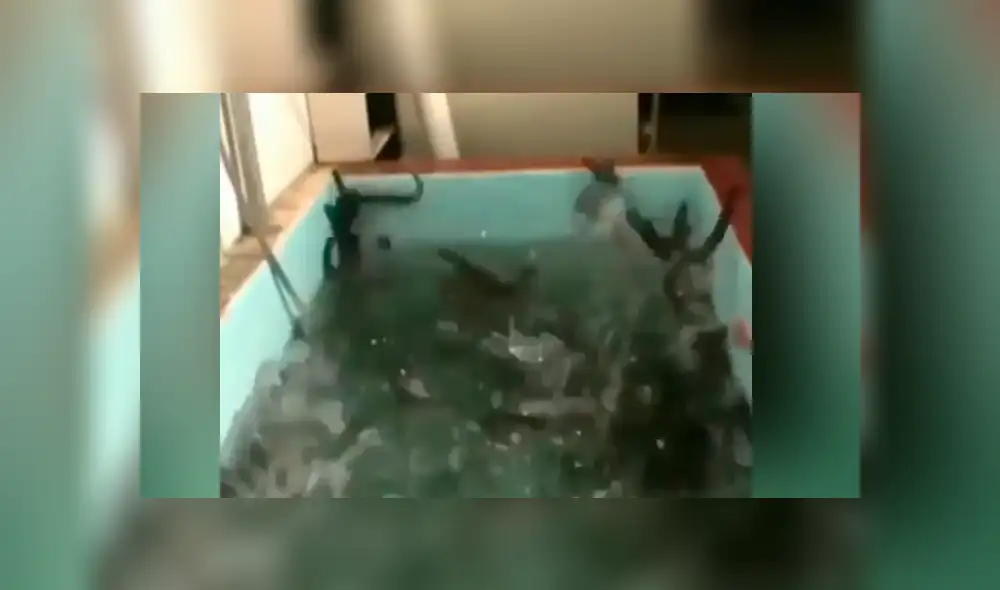 YouTube viral: arroja sal a pozo de agua y cientos de misteriosas ‘criaturas’ emergen de las profundidades YouTube viral: arroja sal a pozo de agua y cientos de misteriosas ‘criaturas’ emergen de las profundidades