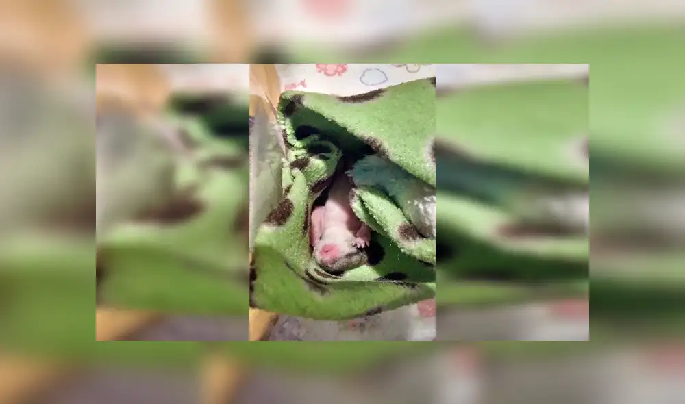 En Facebook, la joven encontró al pequeño animal en la calle con pocas probabilidades de sobrevivir y solo pesaba 4 gramos.