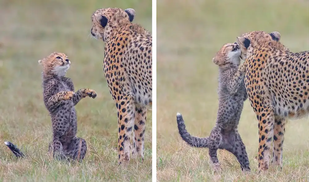 Desliza las imágenes hacia la izquierda para conocer el trabajo de un fotógrafo al registrar la vida de animales salvajes. Fotos: Jeffery Wu. Desliza las imágenes hacia la izquierda para conocer el trabajo de un fotógrafo al registrar la vida de animales salvajes. Fotos: Jeffery Wu.
