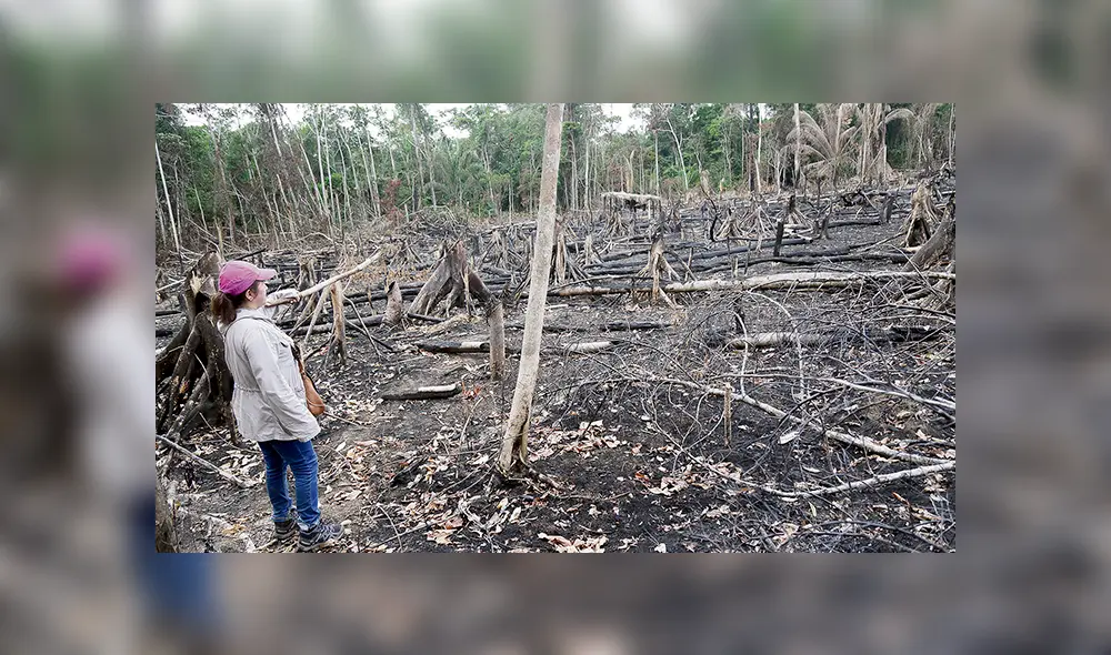 La República llegó hasta el sector de Cocha Anía donde supuestamente lotizaron a agricultores fantasmas. Todo era bosque intangible que había sido depredado por el fuego.