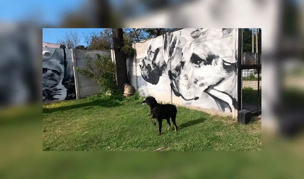 Estelle fue rescatada de un refugio de Córdoba. Foto: Clarín. Estelle fue rescatada de un refugio de Córdoba. Foto: Clarín.