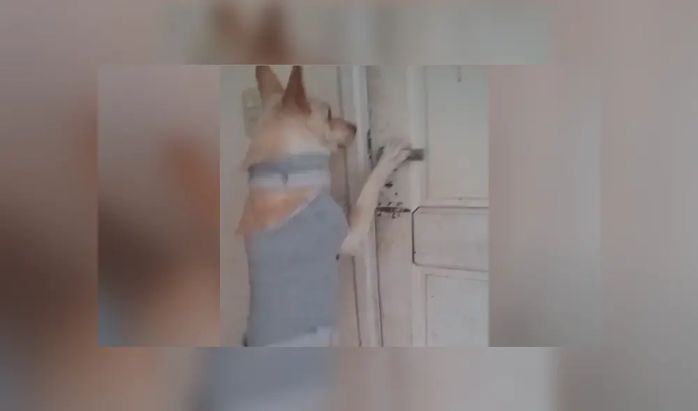 Desliza la imagen para verlas todas. Foto: javieralejandro95/TikTok Desliza la imagen para verlas todas. Foto: javieralejandro95/TikTok