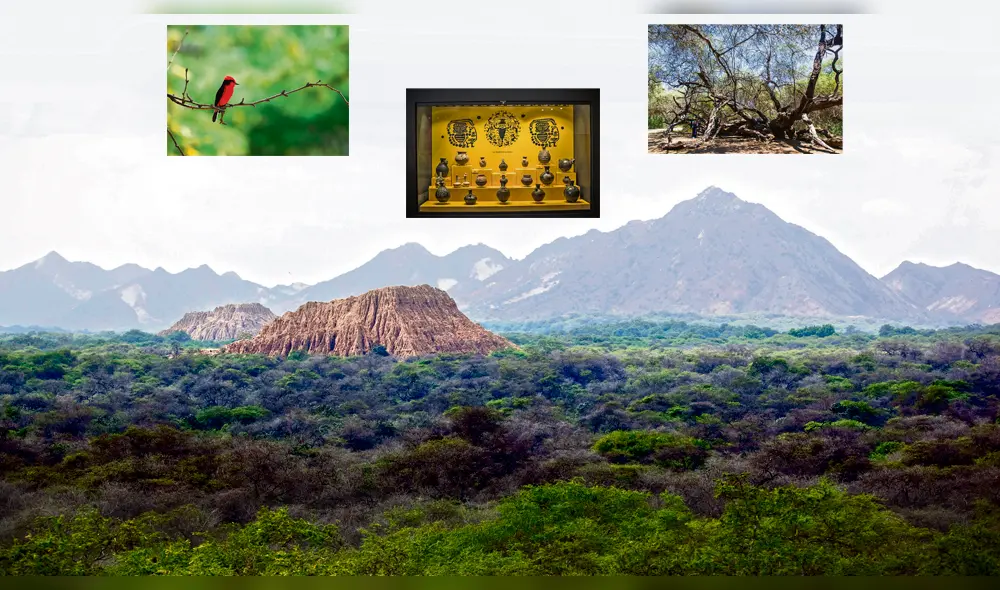 Turismo. Alrededor de 161 especies de aves habitan en este ecosistema de bosque seco. Además, conoce el árbol milenario, un algarrobo de 900 años de antigüedad sobrevive en el Bosque de Pómac. Turismo. Alrededor de 161 especies de aves habitan en este ecosistema de bosque seco. Además, conoce el árbol milenario, un algarrobo de 900 años de antigüedad sobrevive en el Bosque de Pómac.