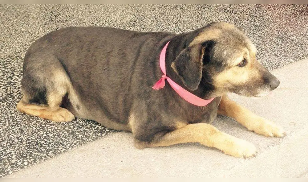 Pancho Cavero revela nombre y diagnóstico de 'Perrovaca' [VIDEO] 