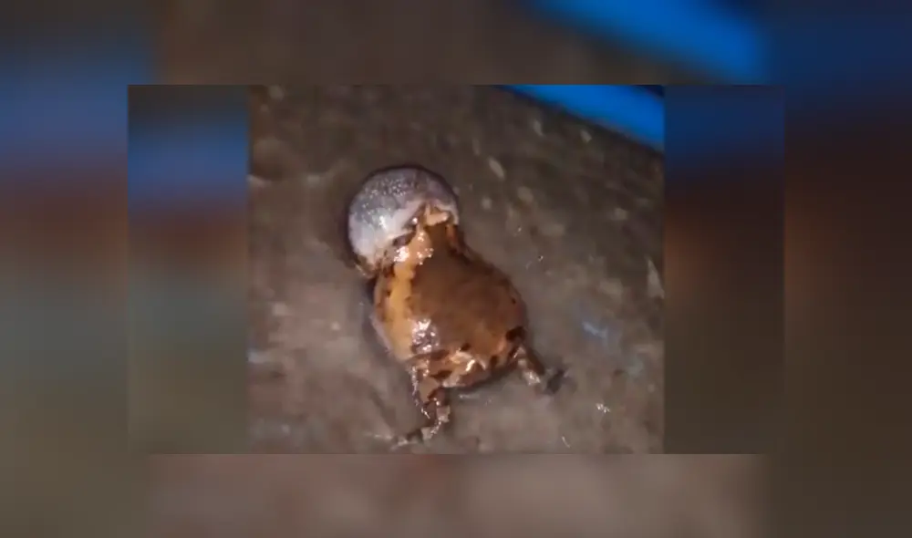 Un hombre grabó en un video viral de Facebook el brutal enfrentamiento entre dos ranas toro por la atención de una hembra para la reproducción sexual.