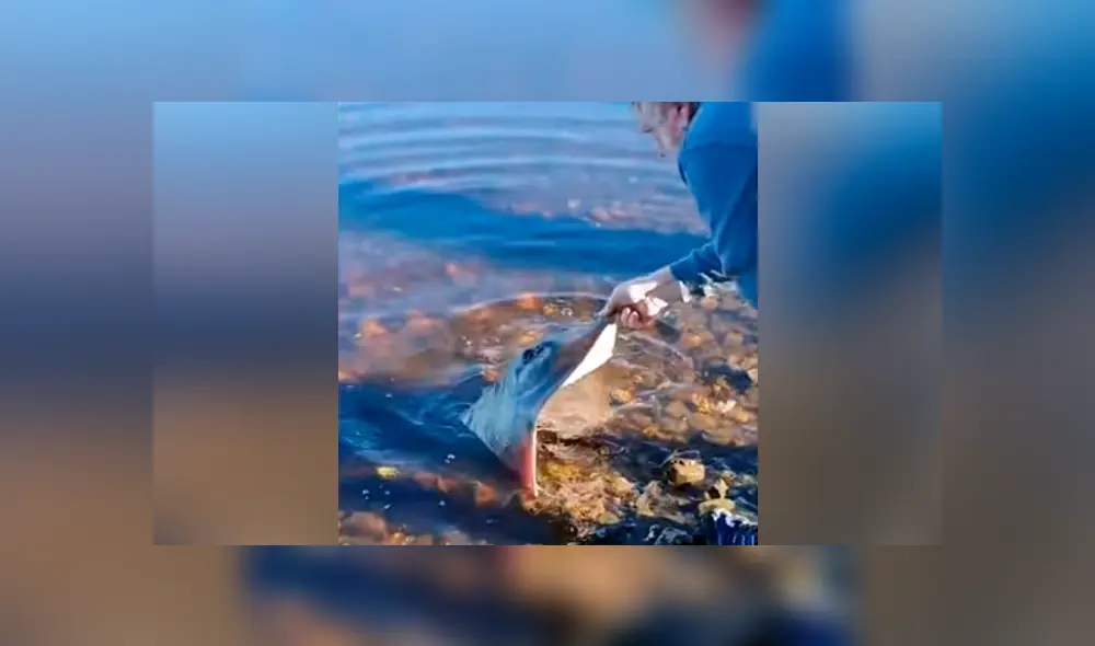 Facebook viral: ve una criatura venenosa varada en playa, la alimenta y sucede lo inesperado [VIDEO] 
